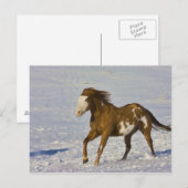 Carte Postale Chevaux courant dans la neige (Devant / Derrière)