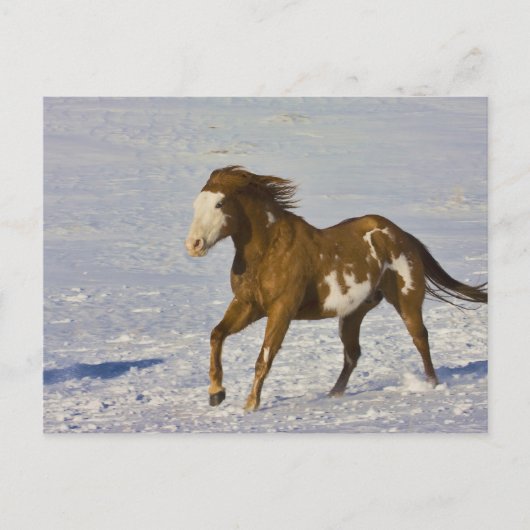 Carte Postale Chevaux courant dans la neige (Devant)