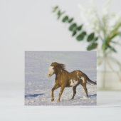 Carte Postale Chevaux courant dans la neige (Debout devant)