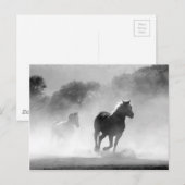 Carte Postale Chevaux courant noir et blanc beau paysage (Devant / Derrière)