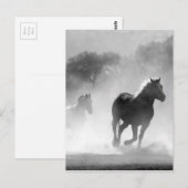 Carte Postale Chevaux courant noir et blanc magnifique paysage (Devant / Derrière)