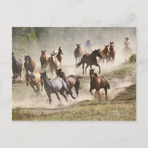Carte Postale Chevaux courant pendant le rassemblement, Montana