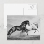 Carte Postale Chevaux courir (Devant / Derrière)