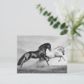 Carte Postale Chevaux courir (Debout devant)