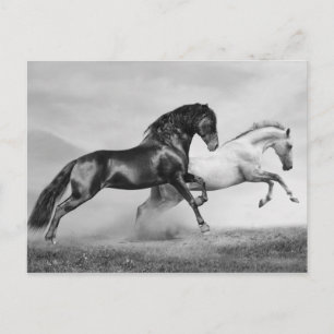 Carte Postale Chevaux courir
