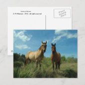 Carte Postale Chevaux curieux (Devant / Derrière)