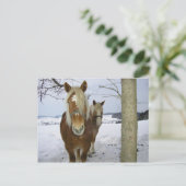 Carte Postale Chevaux dans la neige (Debout devant)