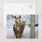 Carte Postale Chevaux dans la neige (Devant / Derrière)