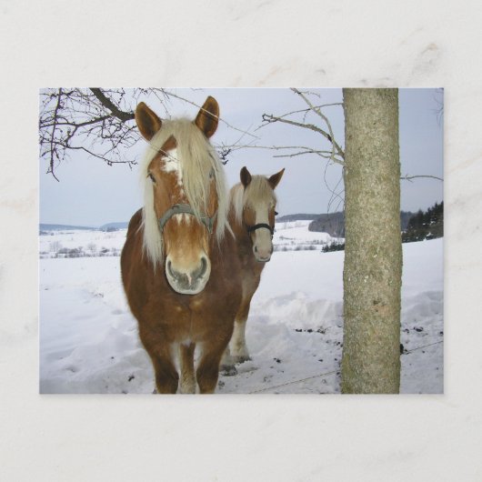 Carte Postale Chevaux dans la neige (Devant)
