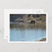 Carte Postale chevaux dans la rivière (Devant / Derrière)