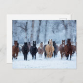 Carte Postale Chevaux dans le froid (Devant / Derrière)