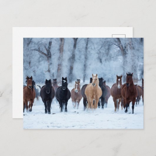 Carte Postale Chevaux dans le froid (Devant / Derrière)