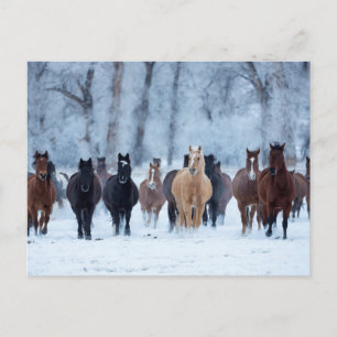 Carte Postale Chevaux dans le froid