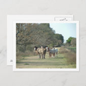 Carte Postale chevaux dans le pays (Devant / Derrière)