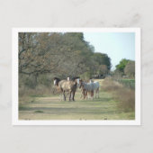Carte Postale chevaux dans le pays (Devant)