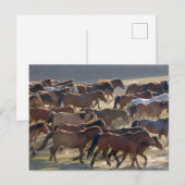 Carte Postale Chevaux dans le ranch, Mongolie intérieure, Chine (Devant / Derrière)