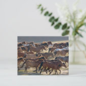 Carte Postale Chevaux dans le ranch, Mongolie intérieure, Chine (Debout devant)