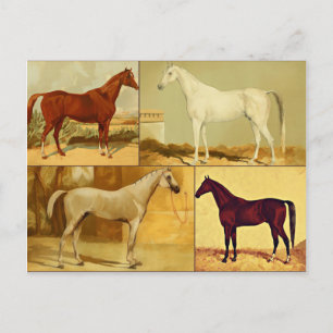 Carte Postale Chevaux d'Arabie vintage - collage