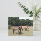 Carte Postale Chevaux de Baie et de Dun (Debout devant)