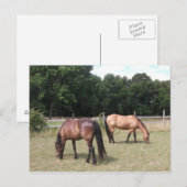 Carte Postale Chevaux de Baie et de Dun (Devant / Derrière)