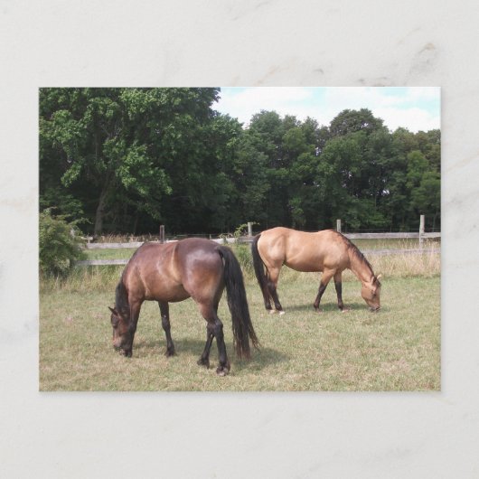 Carte Postale Chevaux de Baie et de Dun (Devant)