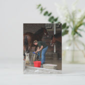 Carte Postale Chevaux de baignade à la foire (Debout devant)