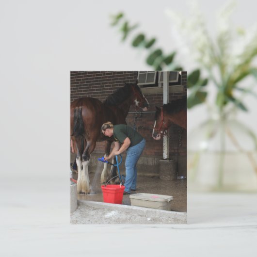 Carte Postale Chevaux de baignade à la foire (Debout devant)