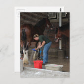 Carte Postale Chevaux de baignade à la foire (Devant / Derrière)