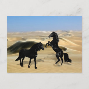 Carte Postale Chevaux de beauté noirs sauvages