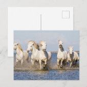 Carte Postale Chevaux de Camargue (Devant / Derrière)