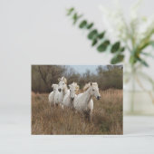 Carte Postale Chevaux de Camargue courant (Debout devant)