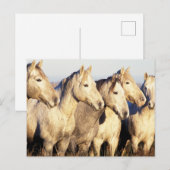 Carte Postale Chevaux de Camargue (Eguus caballus) (Devant / Derrière)