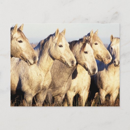 Carte Postale Chevaux de Camargue (Eguus caballus) (Devant)