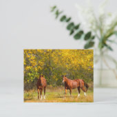 Carte Postale Chevaux de châtaignes d'automne (Debout devant)