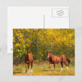 Carte Postale Chevaux de châtaignes d'automne (Devant / Derrière)