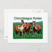 Carte Postale Chevaux de Chincoteague (famille) (Devant / Derrière)