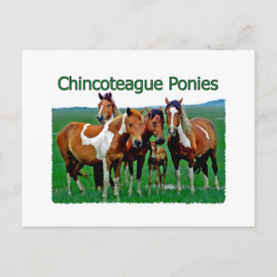 Carte Postale Chevaux de Chincoteague (famille)