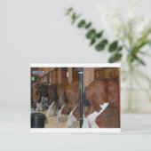 Carte Postale Chevaux de Clydesdale (Debout devant)