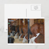 Carte Postale Chevaux de Clydesdale (Devant / Derrière)