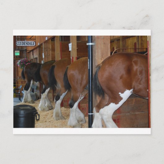 Carte Postale Chevaux de Clydesdale (Devant)