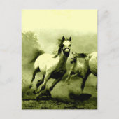 Carte Postale Chevaux de course (Devant)