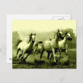 Carte Postale Chevaux de course (Devant / Derrière)