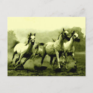 Carte Postale Chevaux de course