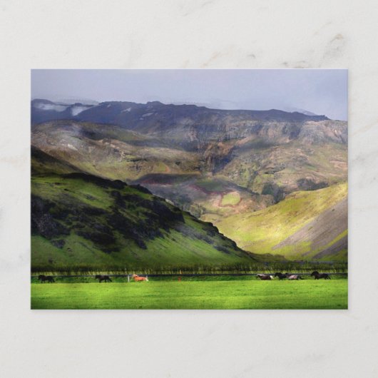 Carte Postale Chevaux de course Islande (Devant)