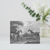 Carte Postale Chevaux de course noirs et blancs (Debout devant)