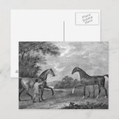 Carte Postale Chevaux de course noirs et blancs (Devant / Derrière)