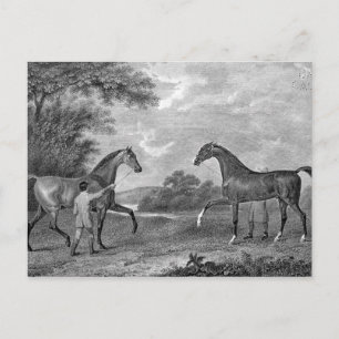 Carte Postale Chevaux de course noirs et blancs