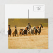 Carte Postale Chevaux de cow-boy 2 (Devant / Derrière)