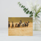 Carte Postale Chevaux de cow-boy 2 (Debout devant)