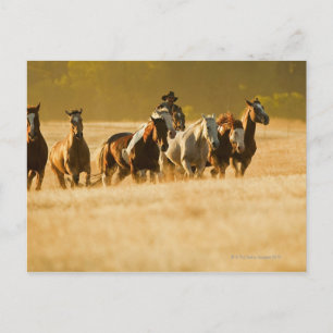 Carte Postale Chevaux de cow-boy 2